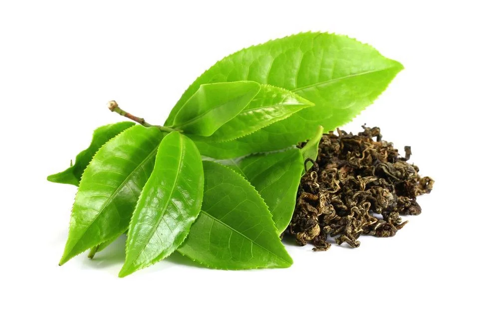 Estratto di tè verde