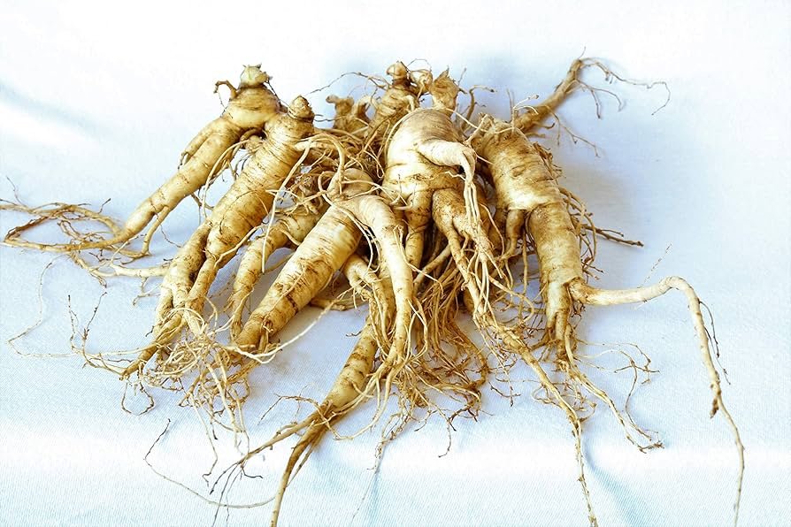 Estratto di radice di ginseng